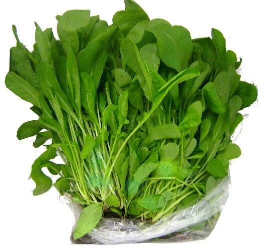 Rucula-Hidroponica
