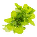 Hortela