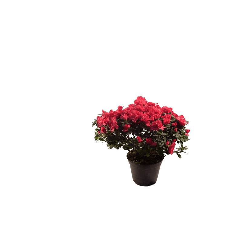 Azaleia-Variada-em-Vaso-Cooperflora-1-Unidade