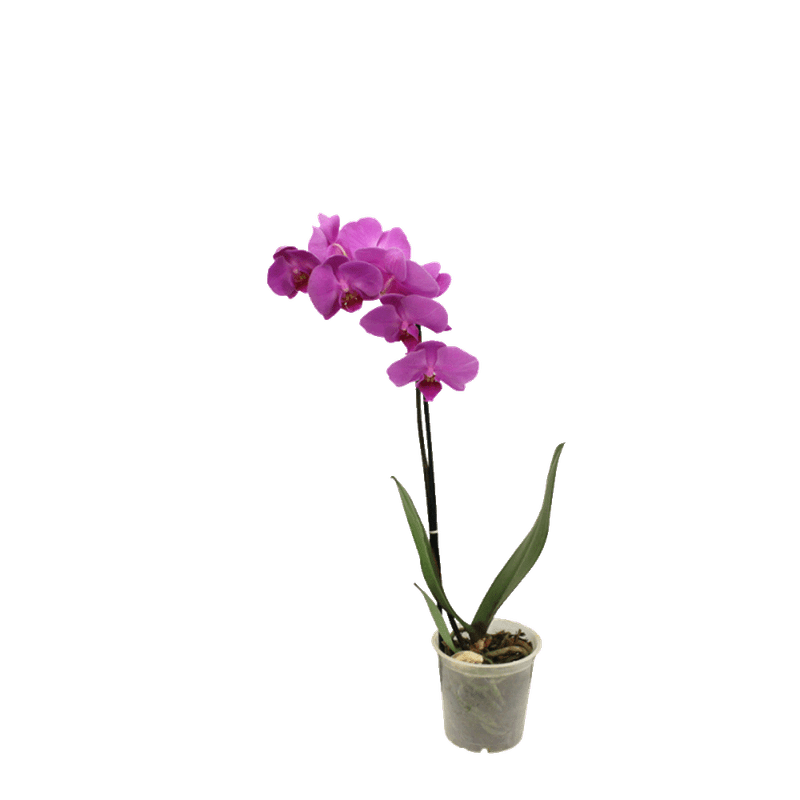 Vaso-Orquidea-Multiflora-Member-s-Mark-Pote-12