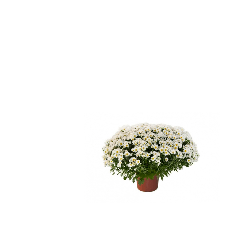 Vaso-Crisantemo-Bola-Member-s-Mark-Pote-11-