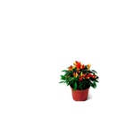 Vaso-Pimenta-Ornamental-Member-s-Mark-Pote-11