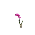 Vaso-Orquidea-Phals-Member-s-Mark-Pote-12