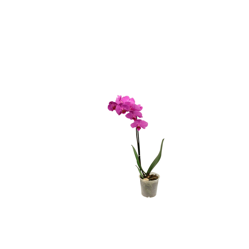 Vaso-Orquidea-Phals-Member-s-Mark-Pote-12