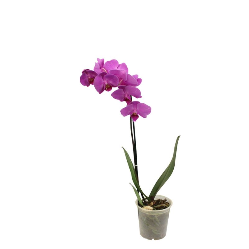 Vaso-Orquidea-Multiflora-1-Haste-Member-s-Mark-Pote-12