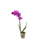 Vaso-Orquidea-Phaleop-Member-s-Mark-Pote
