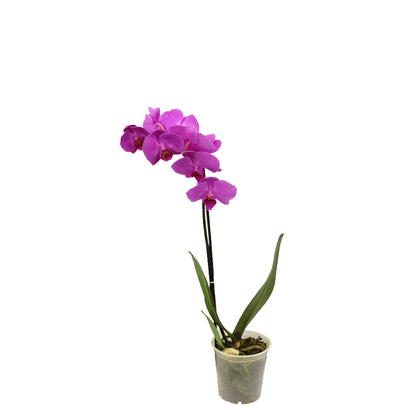 Vaso-Orquidea-Phaleop-Member-s-Mark-Pote