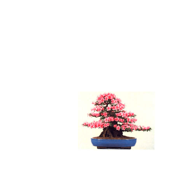 Azaleia-Bonsai-em-Vaso-Cooperflora-1-Unidade