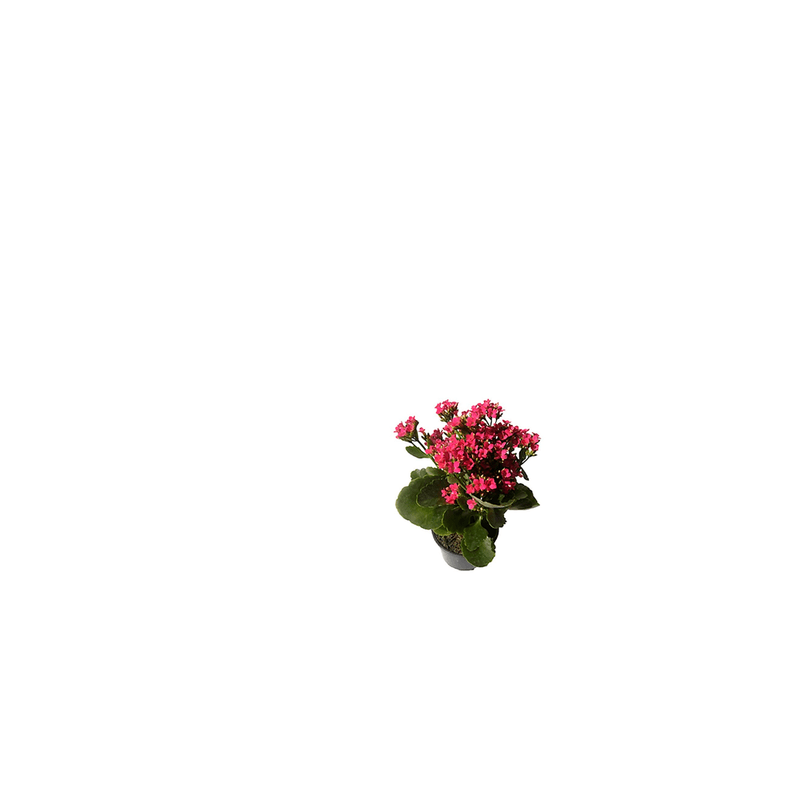 Vaso-Kalanchoe-Member-s-Mark-Pote-11