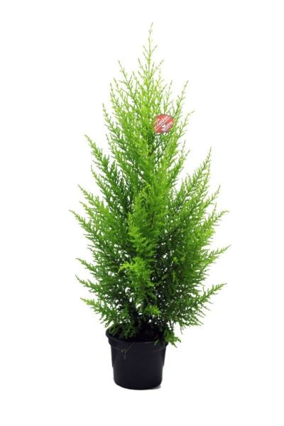 Tuia-Holandesa-Vaso-20-