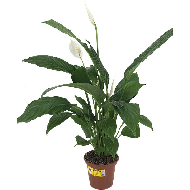 Spathiphyllum--Lirio-da-Paz--Vaso-15