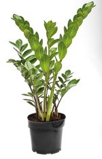 Zamioculcas-Vaso-19