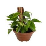 Flor-Jiboia-Verde-Cuia-21