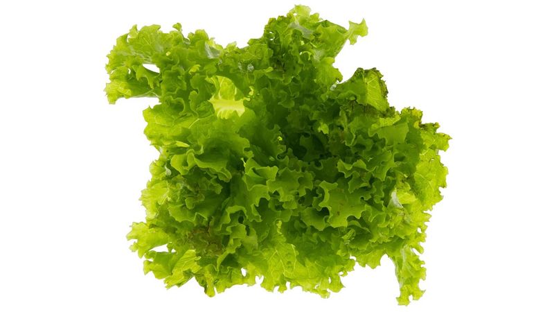 Alface-Crespa-Hidroponica-Cia-das-Hortalicas