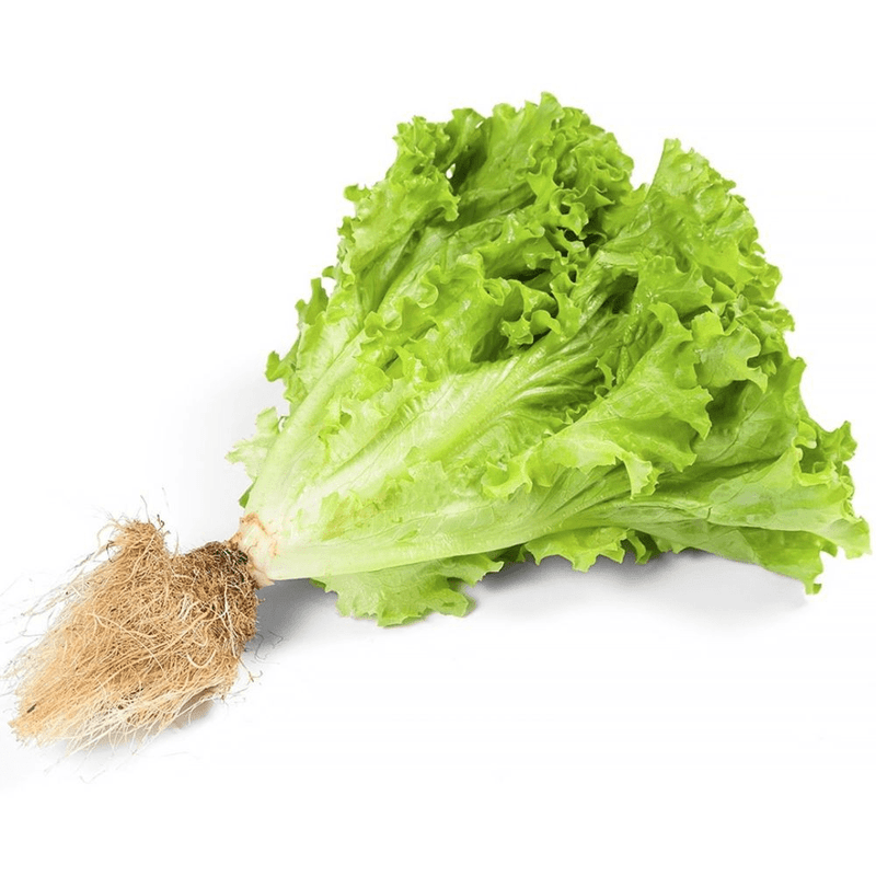 Alface-Crespa-Hidroponica