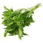 Manjericao