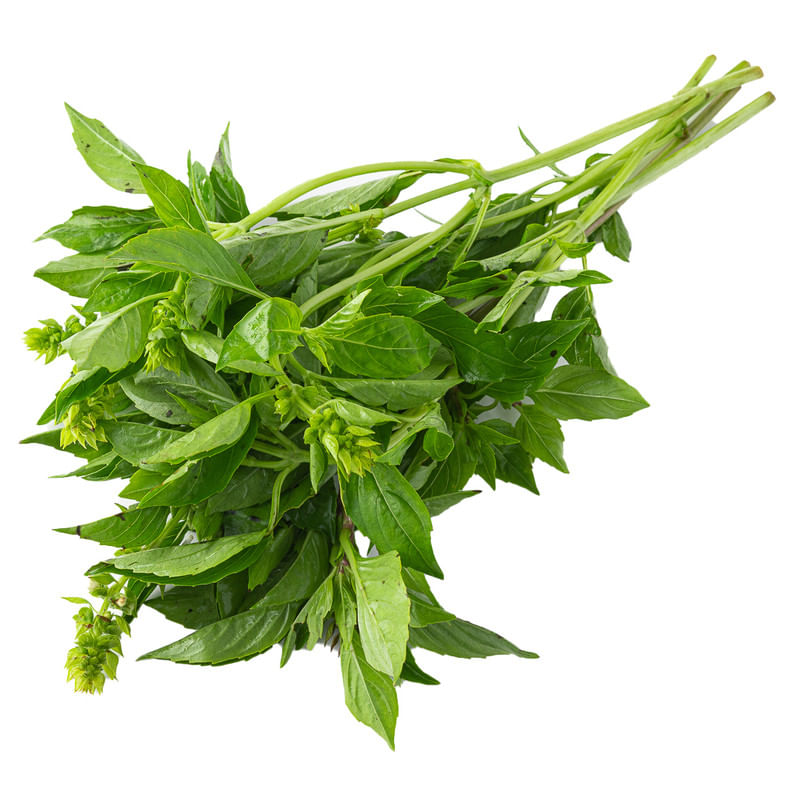 Manjericao