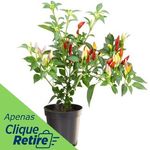 Pimenta-Ornamental-Pote-11