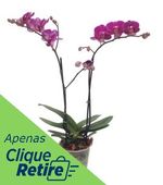 Orquidea-Multiflora-Pote-12