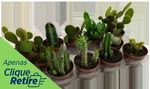 Cactus-Mini-Cooperflora-Pote-11