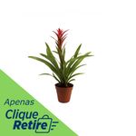 Bromelia-Pote-12