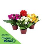 Kalanchoe-Pote-11