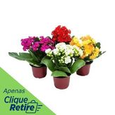 Kalanchoe Pote 11