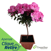 Azaleia Bonsai Pote