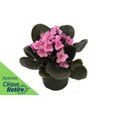 Violeta Pote 11