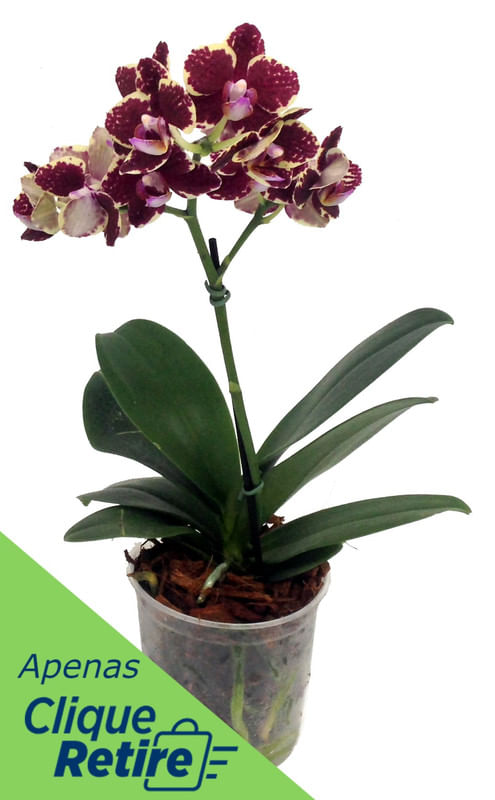 Orquidea-Multiflora-Pote-12