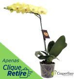 Orquídea Phals Pote 12