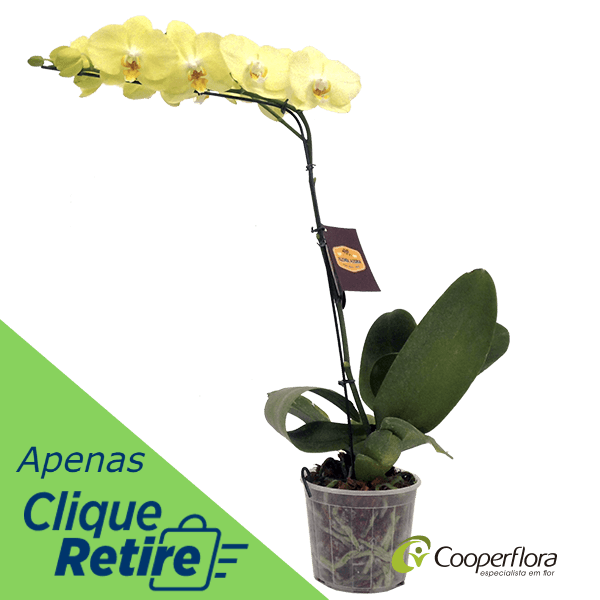 Orquidea-Phals-Pote-12