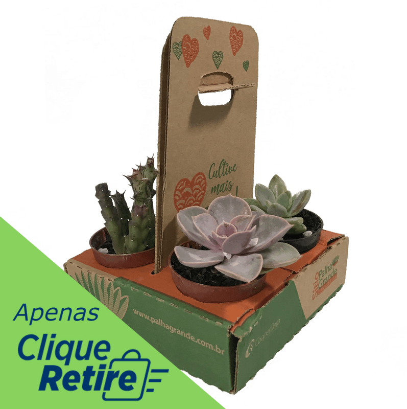 Kit-de-Suculentas-Pote-6-com-4-Unidades