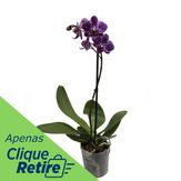 Orquídea Multiflora com 2 Hastes Pote 9