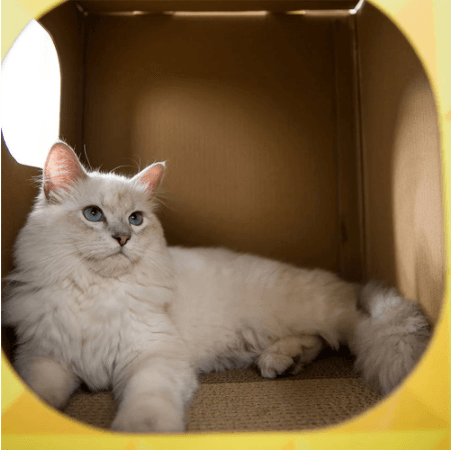 Toca-para-Gato-Arranhador-Abacaxi-42x35cm-Member-s-Mark