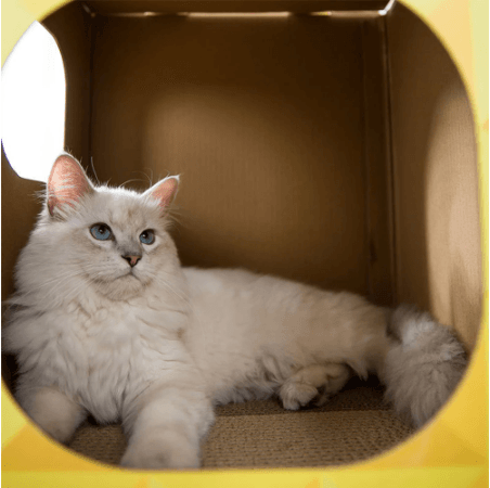 Toca Sextavada 2G Acessórios Pet Xadrez para Gatos