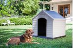 K245541_7290106921177_Casa_per_cane_Lifestyle9--2-