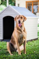 K245541_7290106921177_Casa_per_cane_Lifestyle9--3-